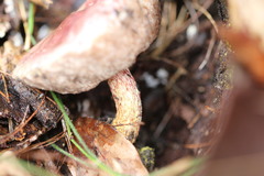 Australopilus palumanus