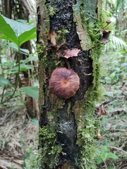 Armillaria mexicana