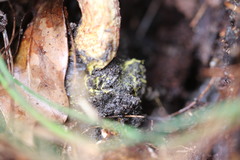 Australopilus palumanus