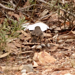 Pyrrholaemus brunneus