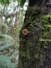 Armillaria mexicana