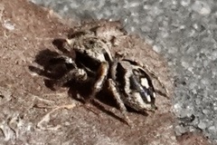 Habronattus coecatus