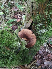 Armillaria mexicana