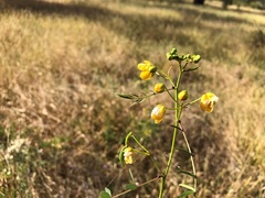 Senna barclayana
