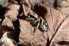 Habronattus coecatus