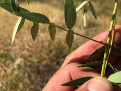 Senna barclayana