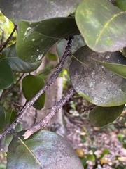 Paratachardina pseudolobata