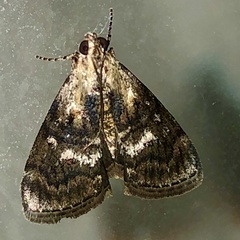 Pococera maritimalis