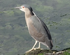 Nycticorax nycticorax