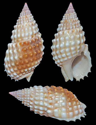 Pimpled Basket Sea Snail