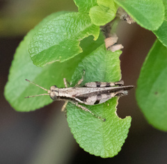 Abracris dilecta