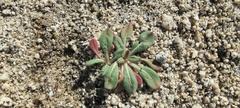 Eriogonum apiculatum
