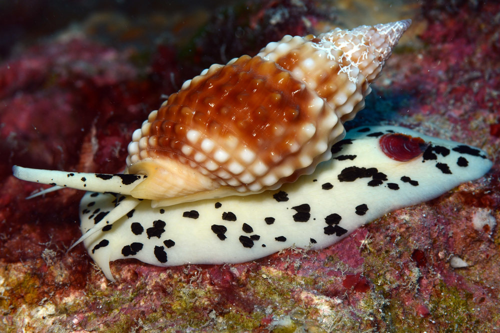 Nassariinae