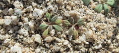 Eriogonum apiculatum