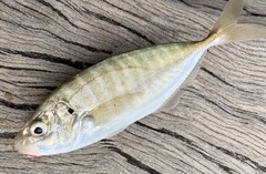 Trachurus novaezelandiae