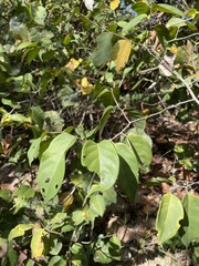 Dalbergia ecastaphyllum