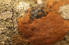 Hypoxylon crocopeplum