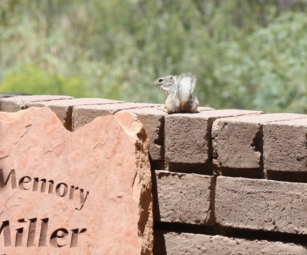 Texas Antelope Squirrel