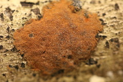 Hypoxylon crocopeplum