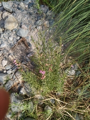 Agalinis genistifolia
