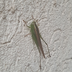 Tettigoniidae