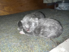 Felis catus