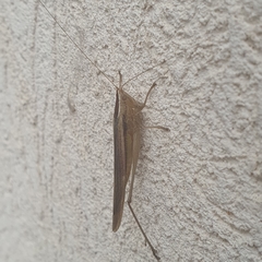 Tettigoniidae