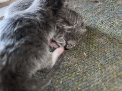 Felis catus