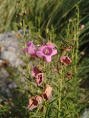 Agalinis genistifolia
