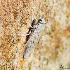 Scepsis appendiculata