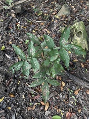 Paullinia pinnata