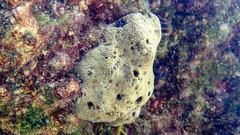 Irciniidae