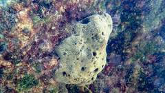 Irciniidae