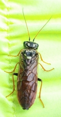 Acantholyda maculiventris
