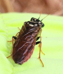 Acantholyda maculiventris