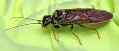Acantholyda maculiventris