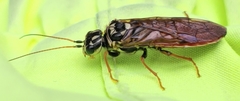 Acantholyda maculiventris