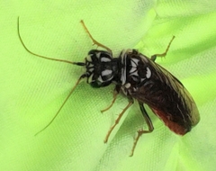Acantholyda maculiventris