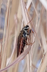 Acantholyda maculiventris