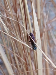 Acantholyda maculiventris