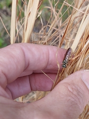 Acantholyda maculiventris