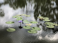 Nymphaea gigantea