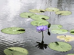 Nymphaea gigantea