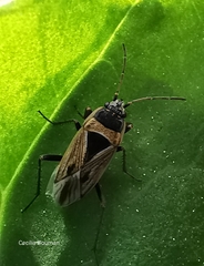 Xanthochilus quadratus