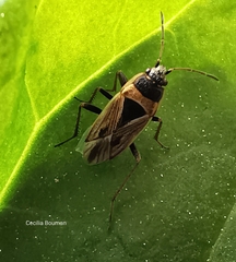 Xanthochilus quadratus