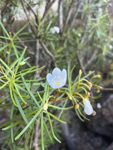 Calandrinia galapagosa