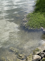 Pistia stratiotes