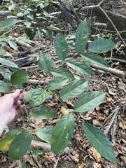 Pterocarpus officinalis