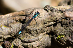Zoniagrion exclamationis