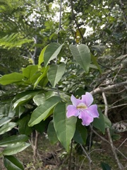 Bignonia aequinoctialis